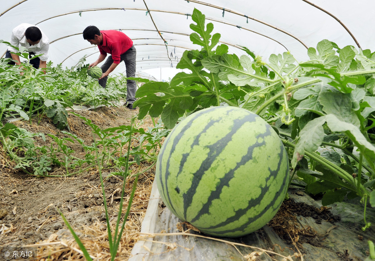 大西瓜墨尔本最新,墨尔本大西瓜种植基地