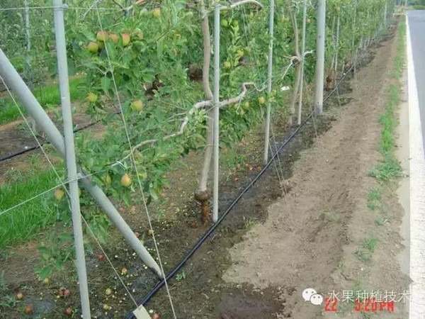 初告白 第133页