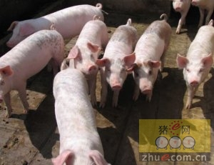 线下采集 第595页