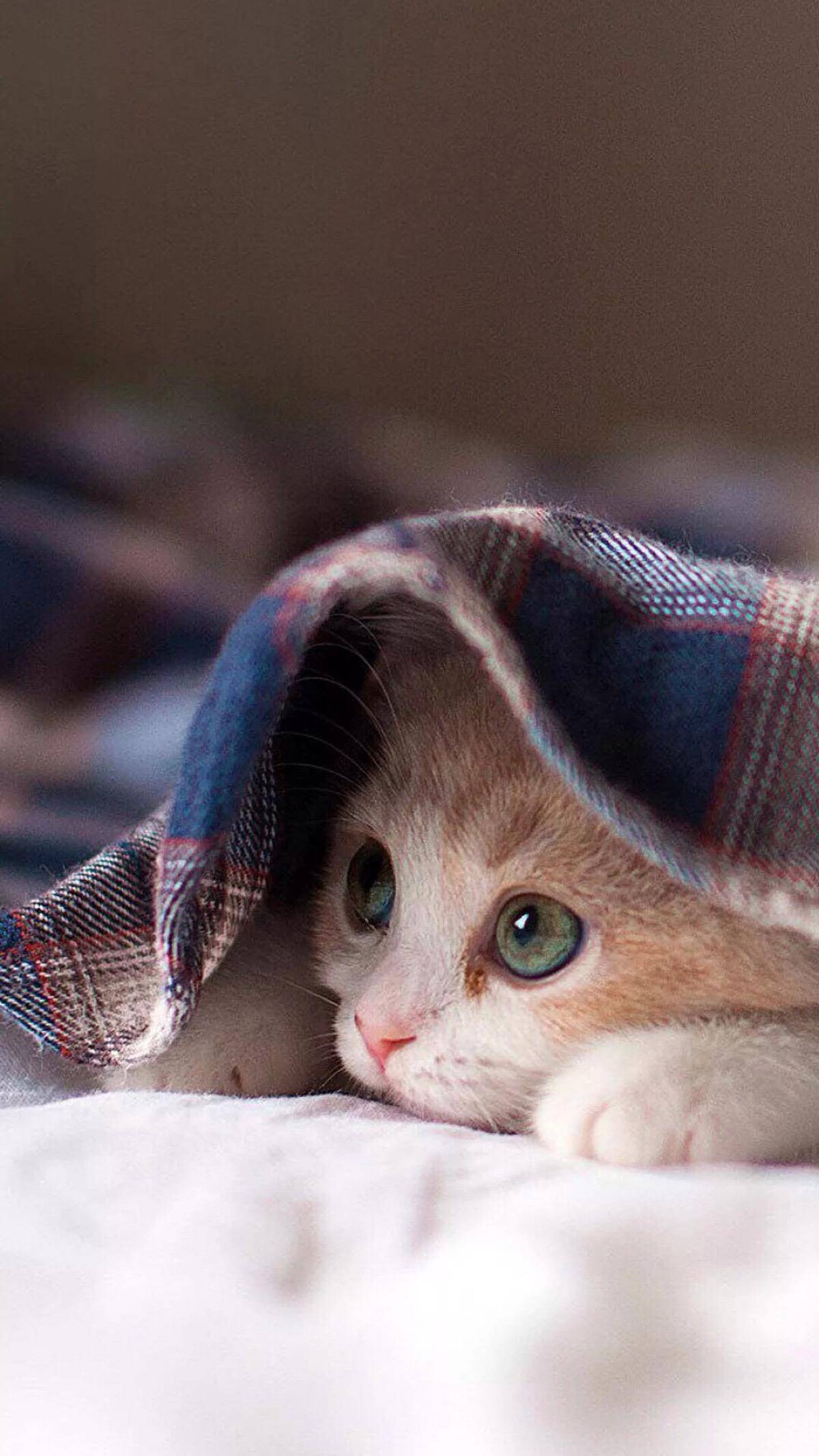 独家分享本月最火猫咪美图，萌态治愈每一刻！