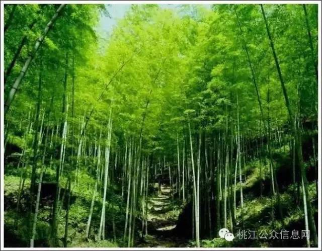 桃江竹海车祸最新消息及神秘小巷美食探秘揭秘