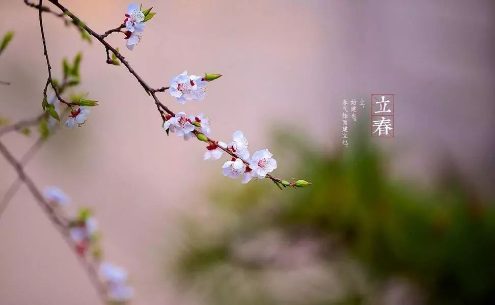春暖花开x吧最新地址详解，特性、体验与竞品对比