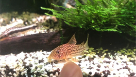 鱼缸不断繁殖飞虫，鱼缸生飞虫子 