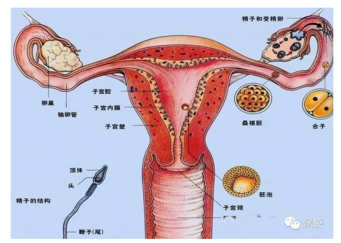 子宫肉瘤持续增大揭秘，真相与应对策略