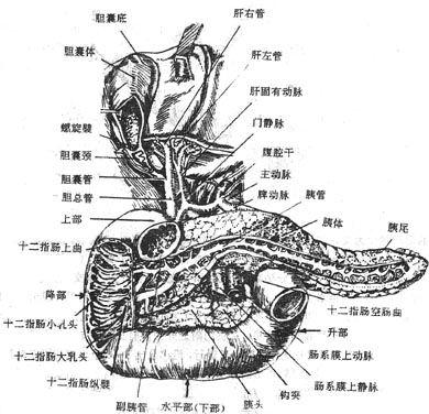右下腹突发包块，右下腹包块,质地稍硬,有压痛 
