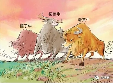 独家揭秘，壮牛背后的成功故事，不为人知的奋斗历程