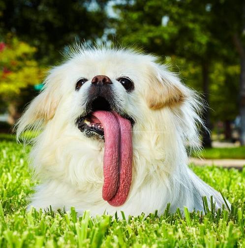全球嗅觉大师犬类排名，天赋异禀的犬界鼻子之王