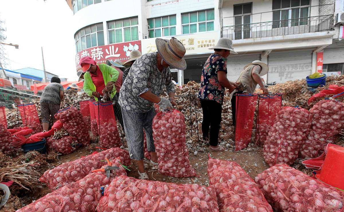 云南大蒜今日价格行情更新，最新动态与走势分析