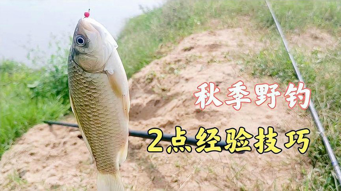 最新鲤鱼钓法揭秘，专业技巧与消息分享，今日鲤鱼视频热传！