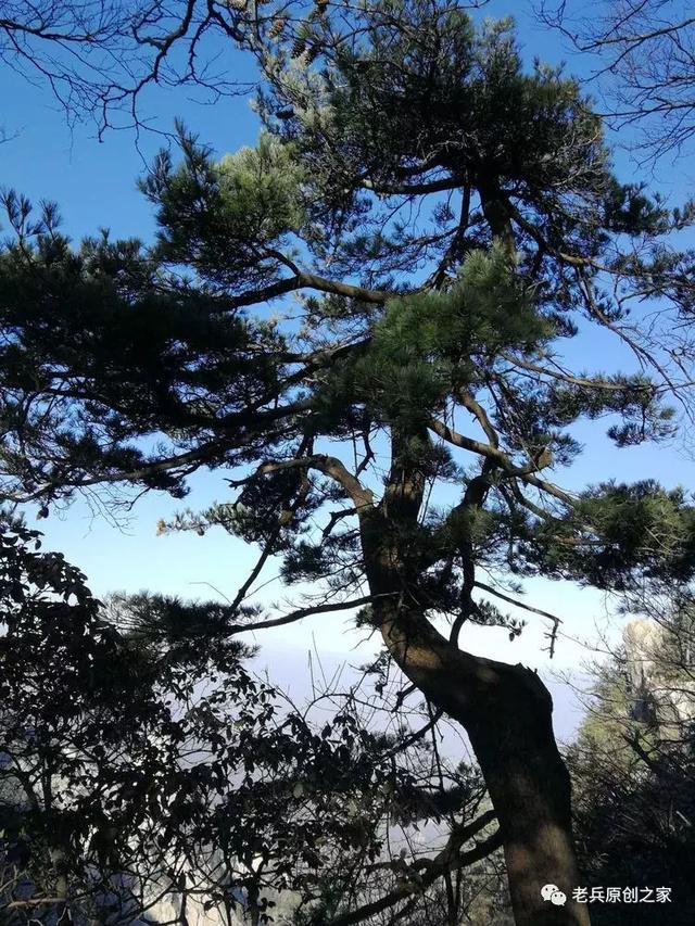 高山松树图，美不胜收，百度收录必选！