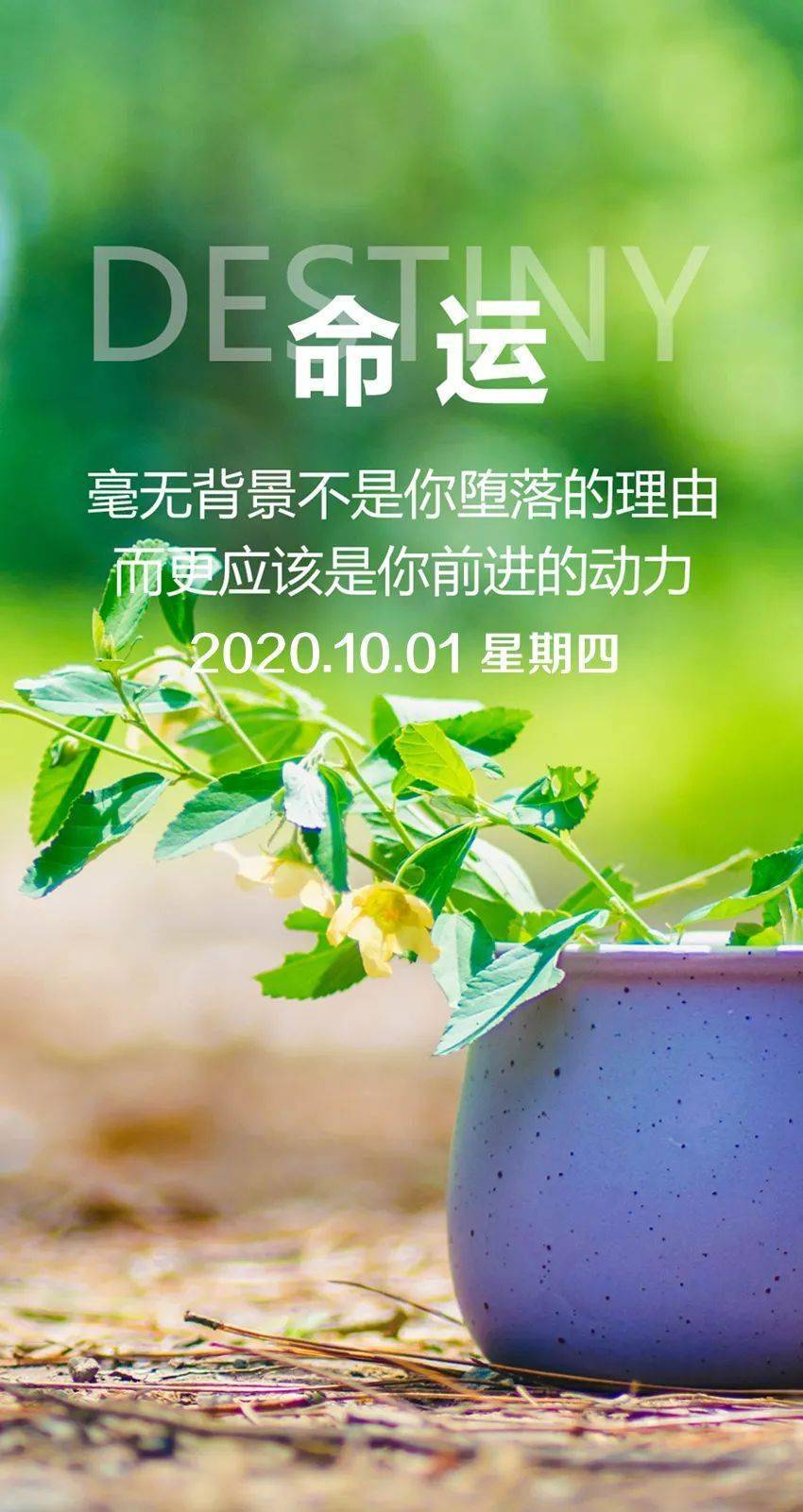 茶语录启示人生，励志生活品味独特韵味